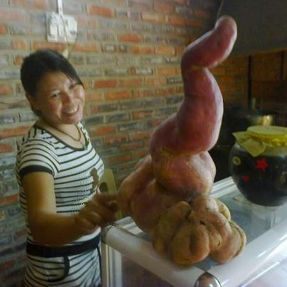 Củ khoai này có trọng lượng 3kg, hình giống như quả hồ lô