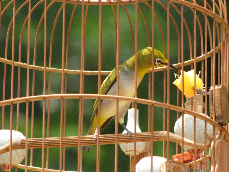 Rất nhiều chú chim tranh tài thi hót, song cũng không ít chú chim chỉ mải ăn uống