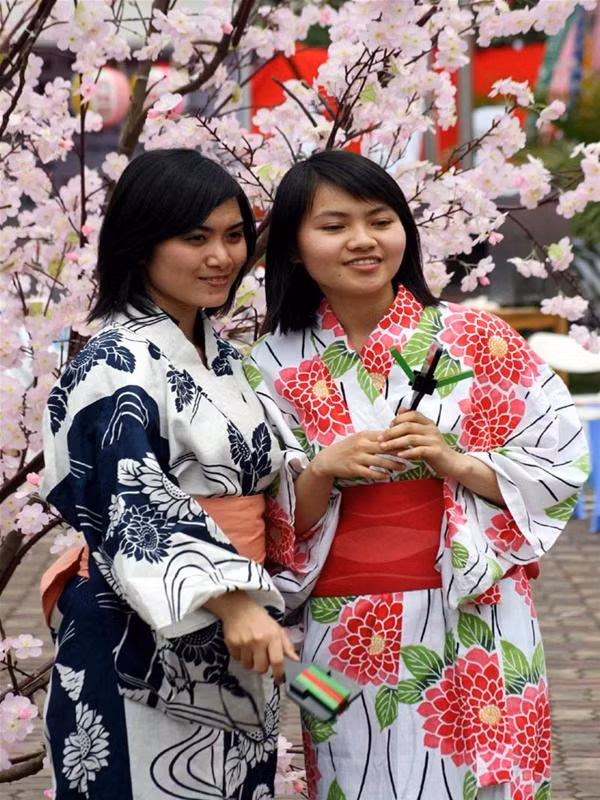 Dù chưa có hoa anh đào thật nhưng rất nhiều bạn trẻ đã thuê những bộ Kimono để chụp ảnh lưu niệm bên các gốc anh đào giả.