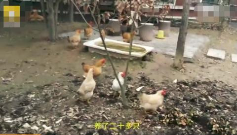 Đại gia dùng biệt thự rộng 380m2 để... nuôi gà vịt ảnh 3