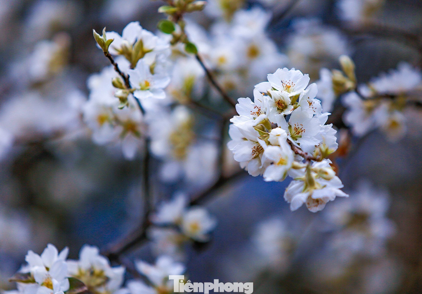 Hoa sơn tra nhìn kỹ có 5 cánh nhụy vàng, màu không trắng muốt như mận, mơ và lê mà hơi trắng ngà, kết thành tùng chùm, mỗi bông từ 4 đến 5 cánh.