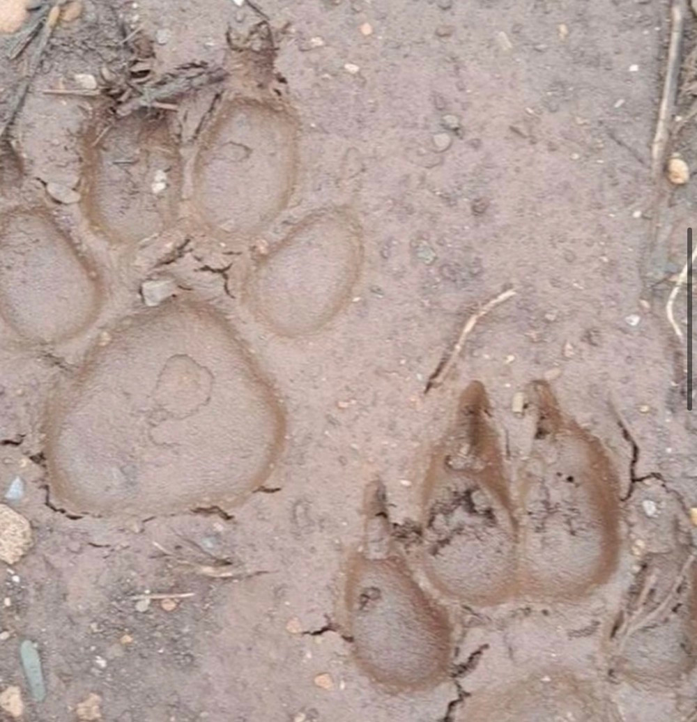 Dấu chân nghi của cá thể hổ nhưng nhà chức trách tham khảo ý kiến chuyên gia nhận định không phải hổ.