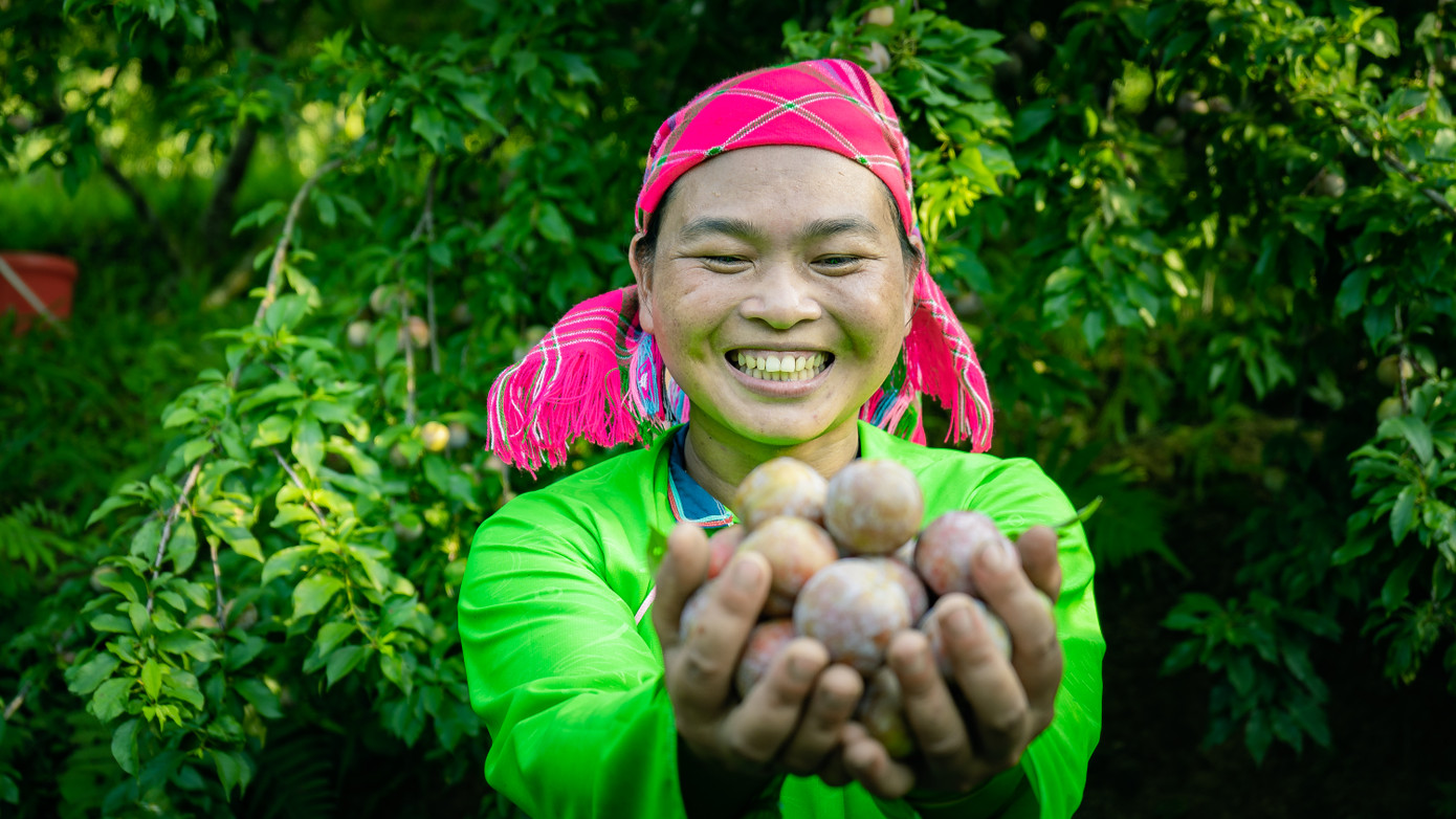 Với giá bán từ 10 đến 30 nghìn đồng/kg, mận tam hoa đã góp phần đem lại nguồn thu nhập cho người dân.