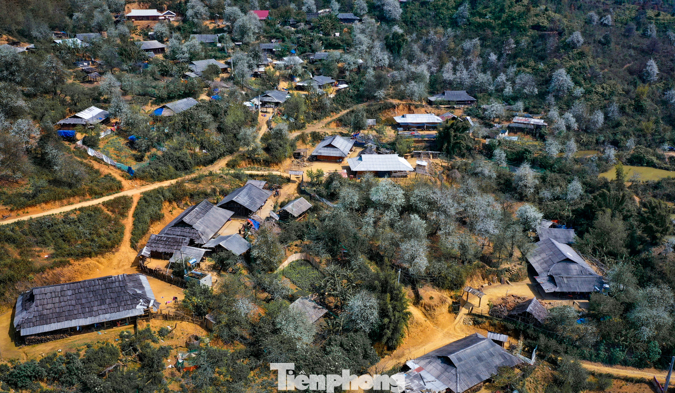 Theo báo cáo, diện tích trồng sơn tra tại bản Nậm Nghiệp, xã Ngọc Chiến, huyện Mường La, tỉnh Sơn La vào khoảng gần 2.000 ha. Việc trồng sơn tra giúp người dân ở đây cải thiện kinh tế và thu hút du khách thập phương đến du lịch.