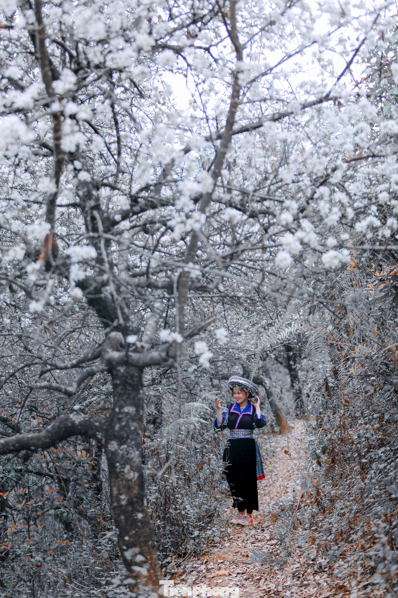 Nhiều thiếu nữ say đắm bên những cây sơn tra đang khoe sắc.