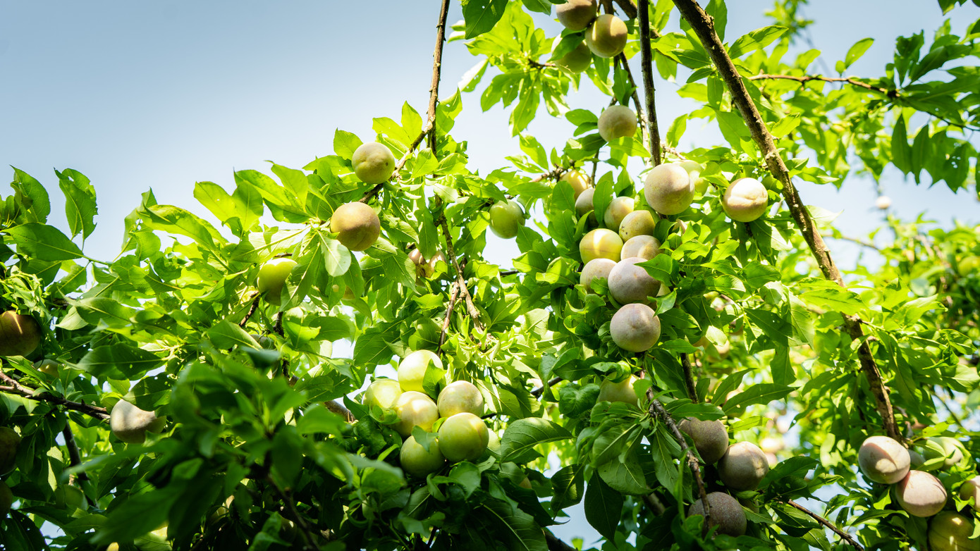 Những ngày này, đến các thôn bản của huyện Mường Khương, người ta dễ dàng bắt gặp những vườn mận tam hoa trĩu quả đang bước vào vụ thu hái. Tranh thủ thời tiết thuận lợi, ngay từ sáng sớm, các hộ dân tất bật vào vườn hái mận, chọn lựa những quả vừa độ chín để đóng hàng chuyển xuống thành phố Lào Cai. Năm nay, mận tam hoa được mùa, rất sai quả nhưng giá thấp hơn so với mọi năm.