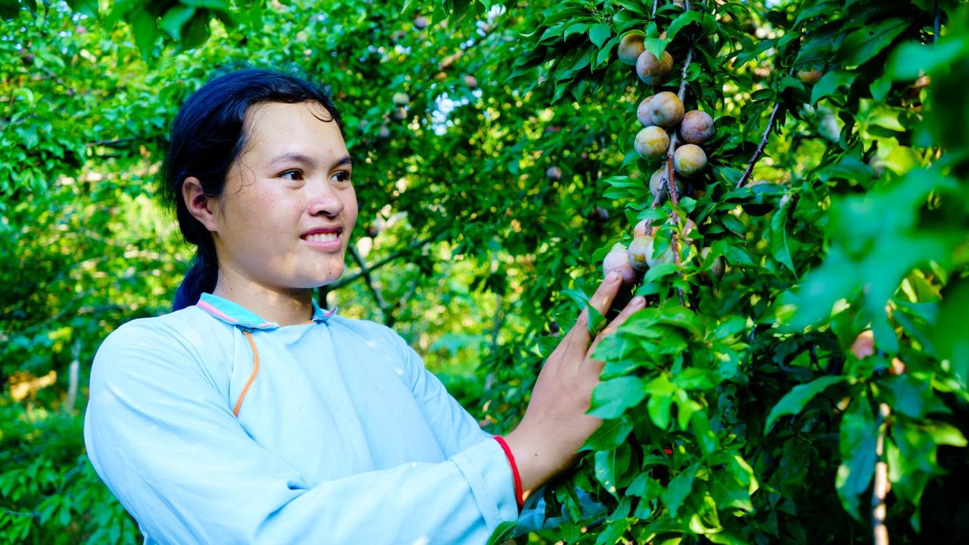 Mận tam hoa Mường Khương quả to, vỏ căng bóng, khi chín chuyển màu tím đỏ.