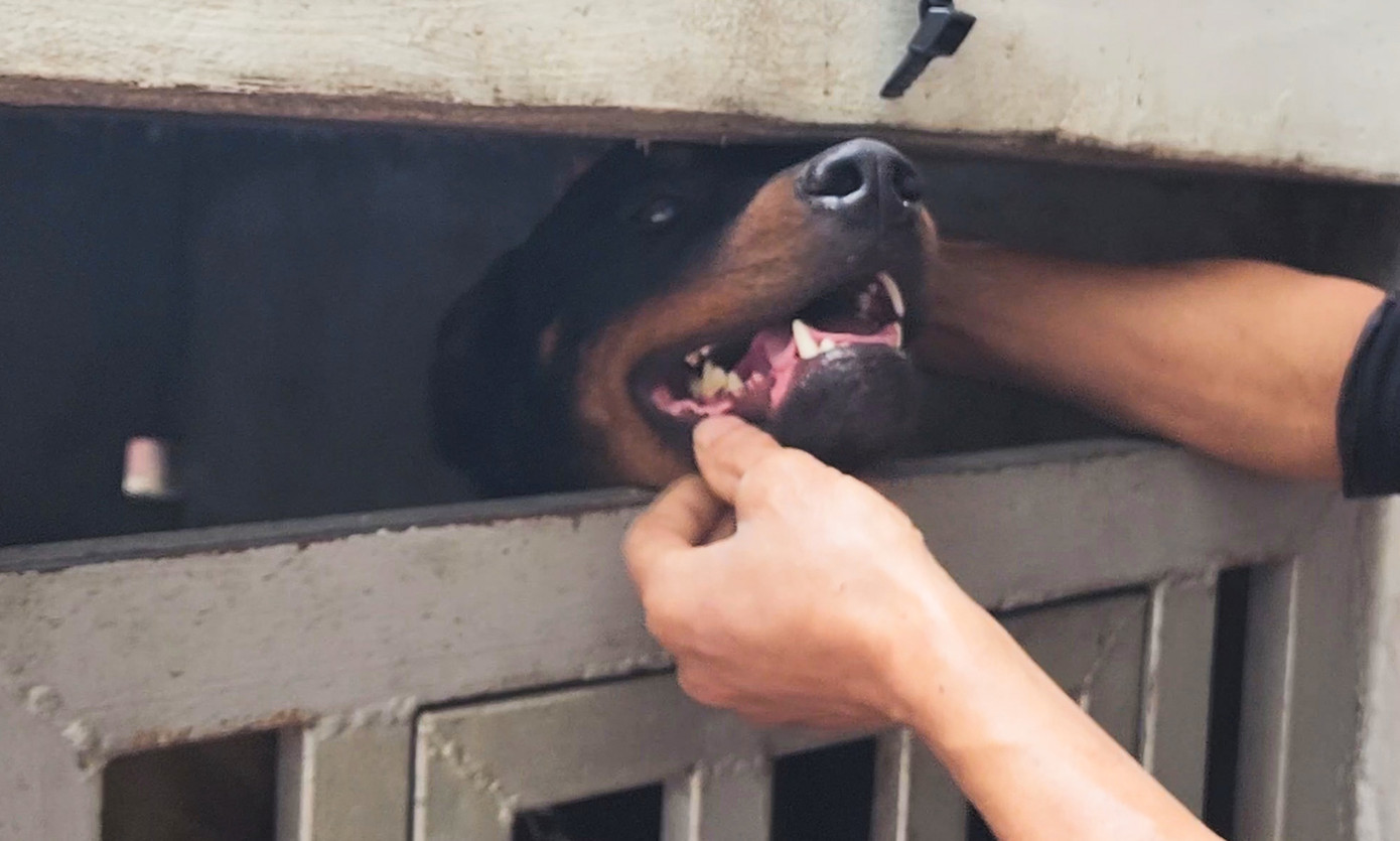 Hai con chó tấn công nam sinh hiện được nhốt tại nhà chủ ở phường Bắc Cường, thành phố Lào Cai. Hai con chó tấn công nam sinh hiện được nhốt tại nhà chủ ở phường Bắc Cường, thành phố Lào Cai.