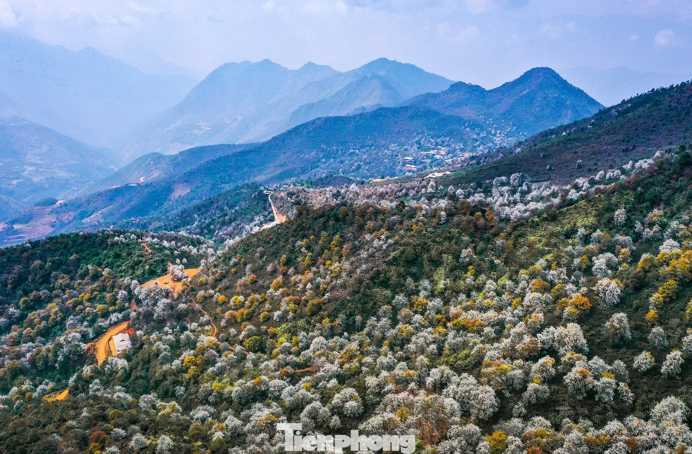 Cứ mỗi độ tháng 3 về, khắp các rẻo cao Tây Bắc như Mù Cang Chải của tỉnh Yên Bái hay huyện Mường La, tỉnh Sơn La lại được phủ trắng bởi thảm hoa Sơn tra nở khắp núi rừng.