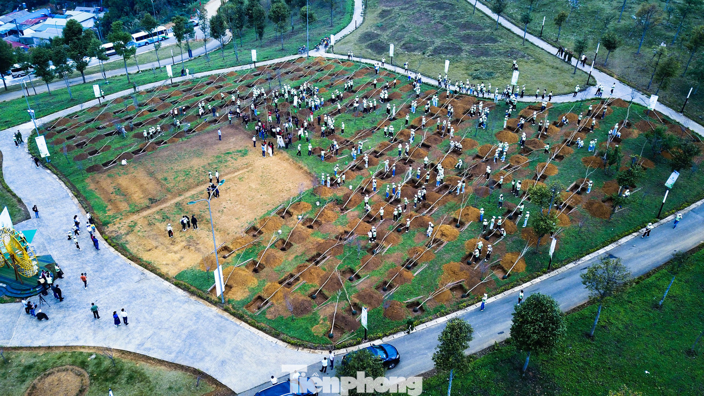 Những cây hoa ban đầu tiên được lựa chọn trồng tại khu vực Lâm Viên.