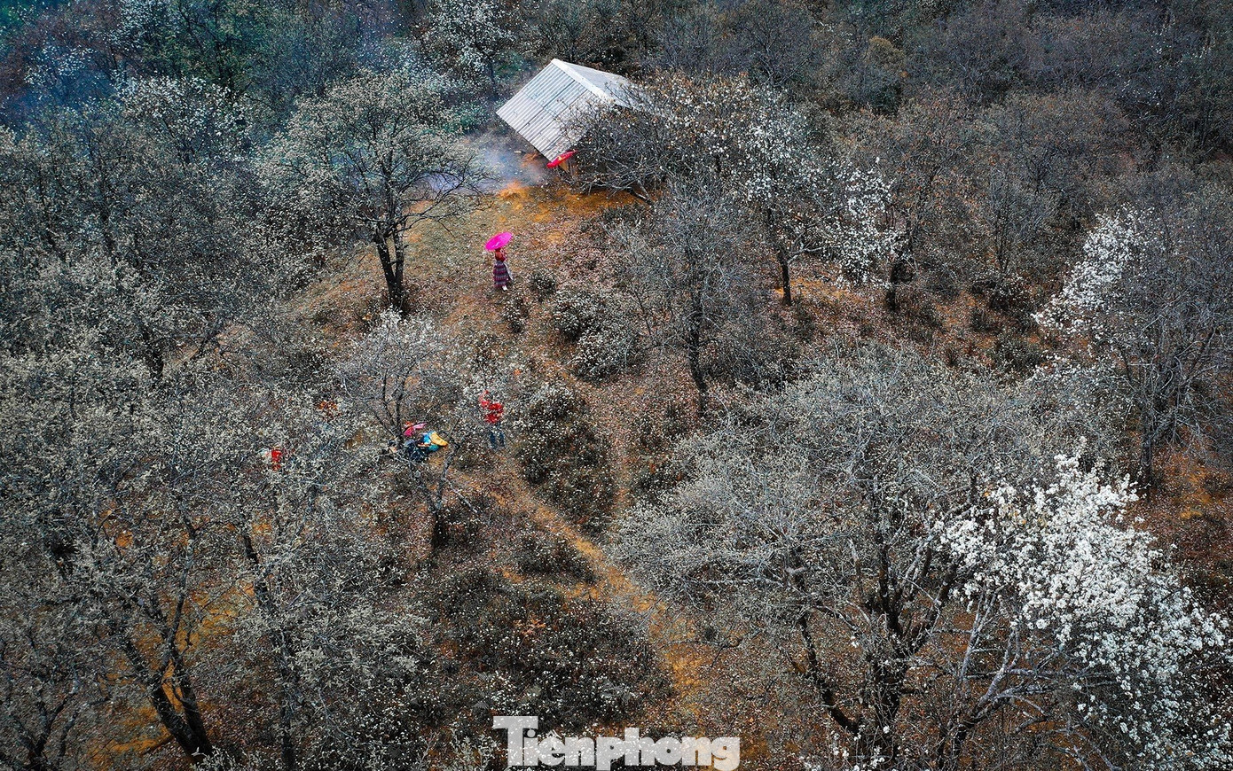 Trên khắp bản làng, hàng ngàn cây sơn tra bừng nở, phủ trắng khắp núi đồi. Dù ở trên nương hay vườn nhà, từng chùm hoa sơn tra nở bừng sắc xuân.