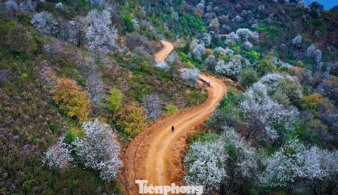 Đường vào bản Nậm Nghiệp và rừng hoa sơn tra.