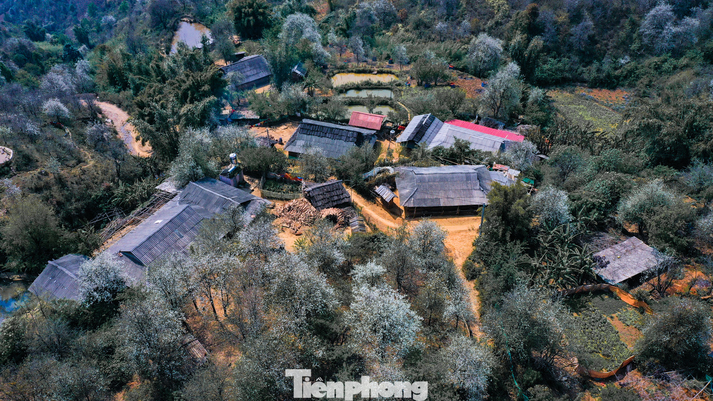 Những cây sơn tra bung nở trên các triền đồi, vách núi.