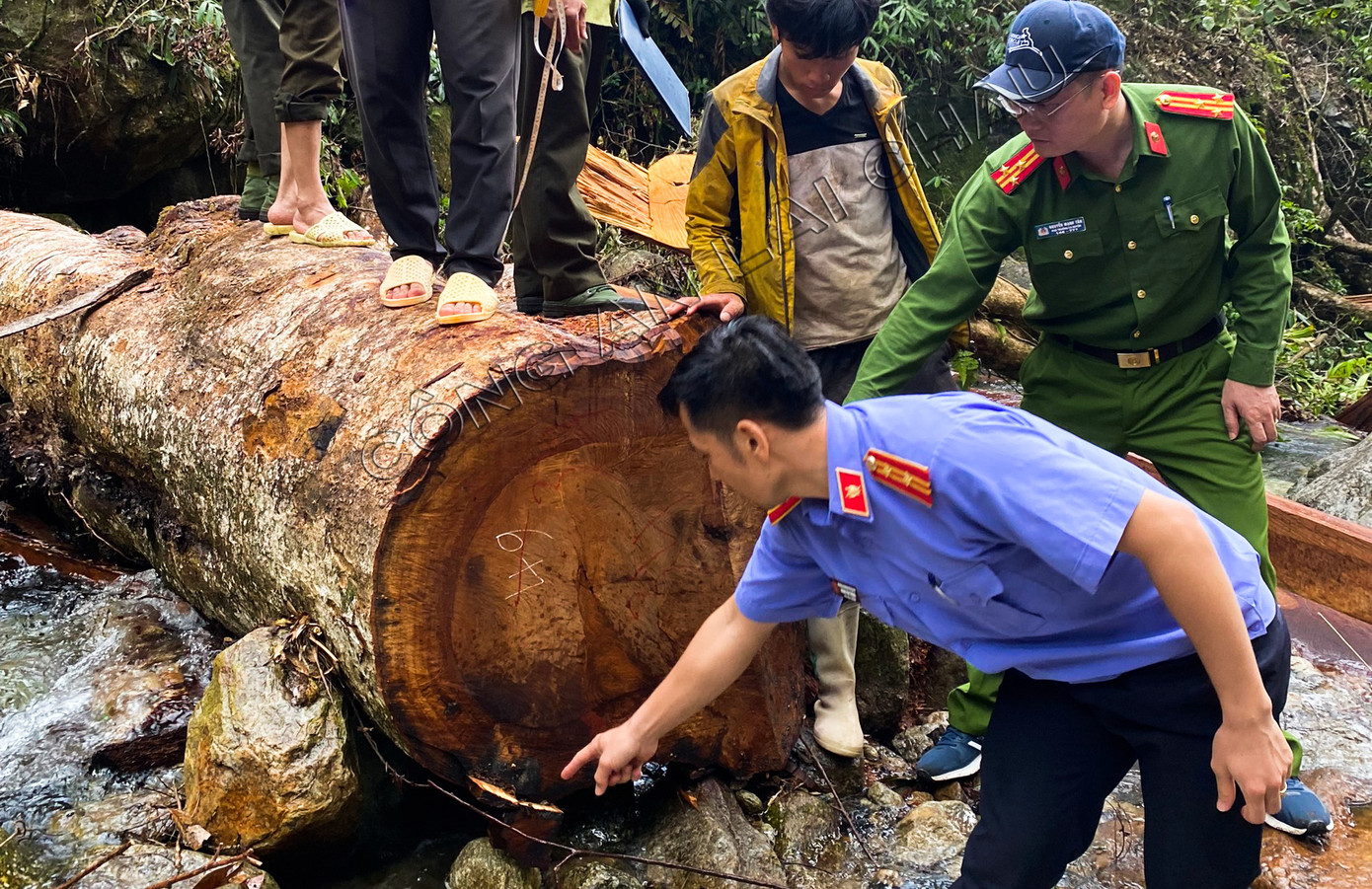 Cơ quan chức năng kiểm tra hiện trường cây gỗ lớn bị chặt hạ.