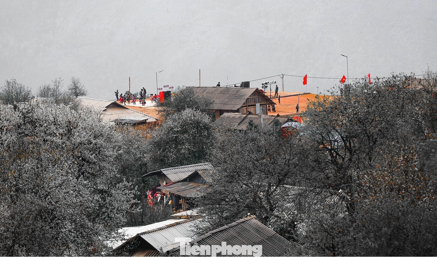 Sinh trưởng trên vùng đất khắc nghiệt, sơn tra vẫn mang vẻ đẹp thanh khiết tự nhiên và sự cuốn hút lạ thường lôi cuốn du khách gần xa mỗi khi bung nở.