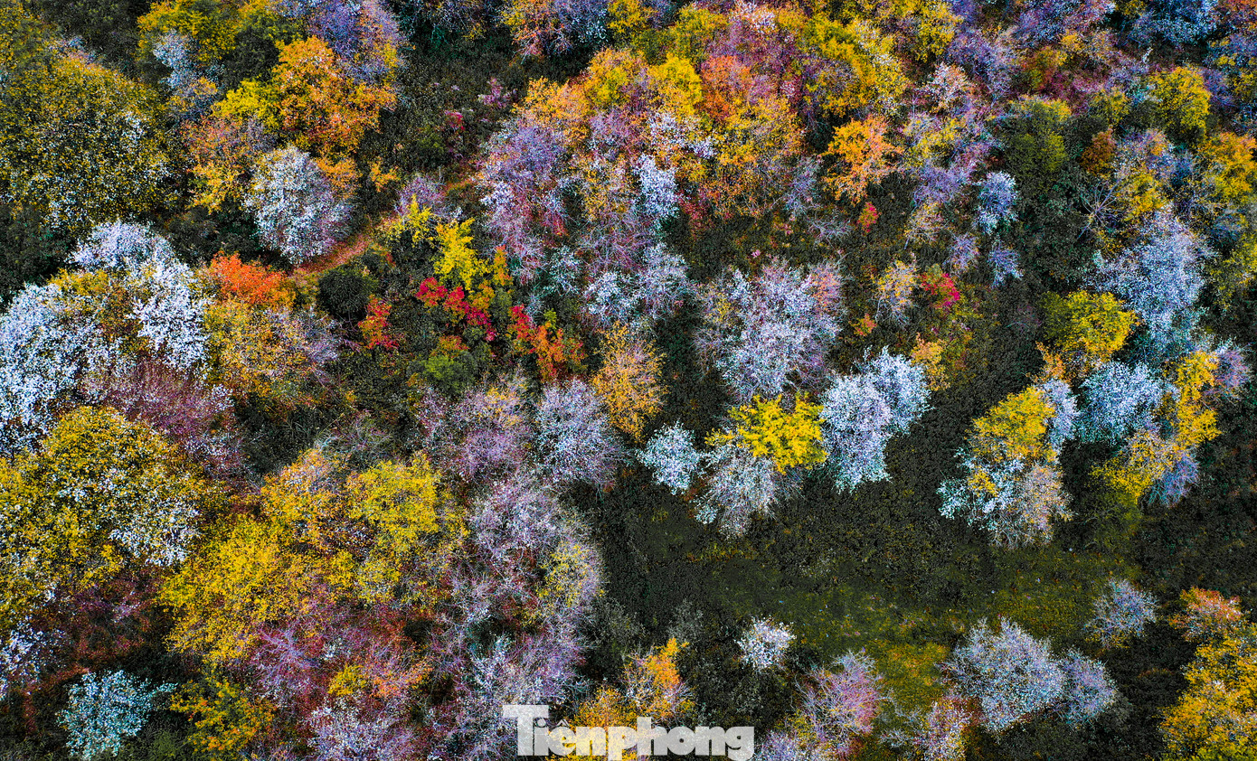 Hoa nở tới đầu tháng 4 tiết trời nắng ấm, không mưa nhiều. Tuy nhiên, du khách muốn ngắm lúc đẹp nhất nên đến Nậm Nghiệp trong tháng 3.