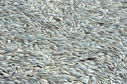 Hãi hùng cá chết la liệt gần hiện trường vụ nổ Thiên Tân ảnh 5