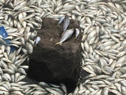 Hãi hùng cá chết la liệt gần hiện trường vụ nổ Thiên Tân ảnh 7