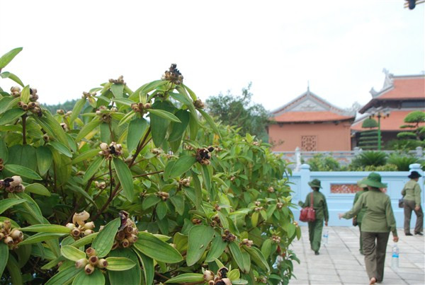 Trước giờ G khánh thành Khu di tích lịch sử Truông Bồn ảnh 5