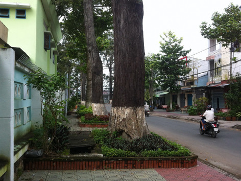 Xây bao gốc cây bít kín vỉa hè đường Nam Kỳ Khởi Nghĩa (TP Trà Vinh). ẢNH: SÁU NGHỆ. Xây bao gốc cây bít kín vỉa hè đường Nam Kỳ Khởi Nghĩa (TP Trà Vinh). ẢNH: SÁU NGHỆ