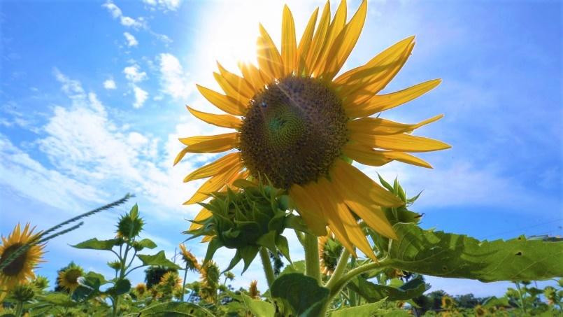 Những bông hoa hướng dương vươn mình dưới mặt trời, tỏa sắc một vùng trời xứ trà Những bông hoa hướng dương vươn mình dưới mặt trời, tỏa sắc một vùng trời xứ trà