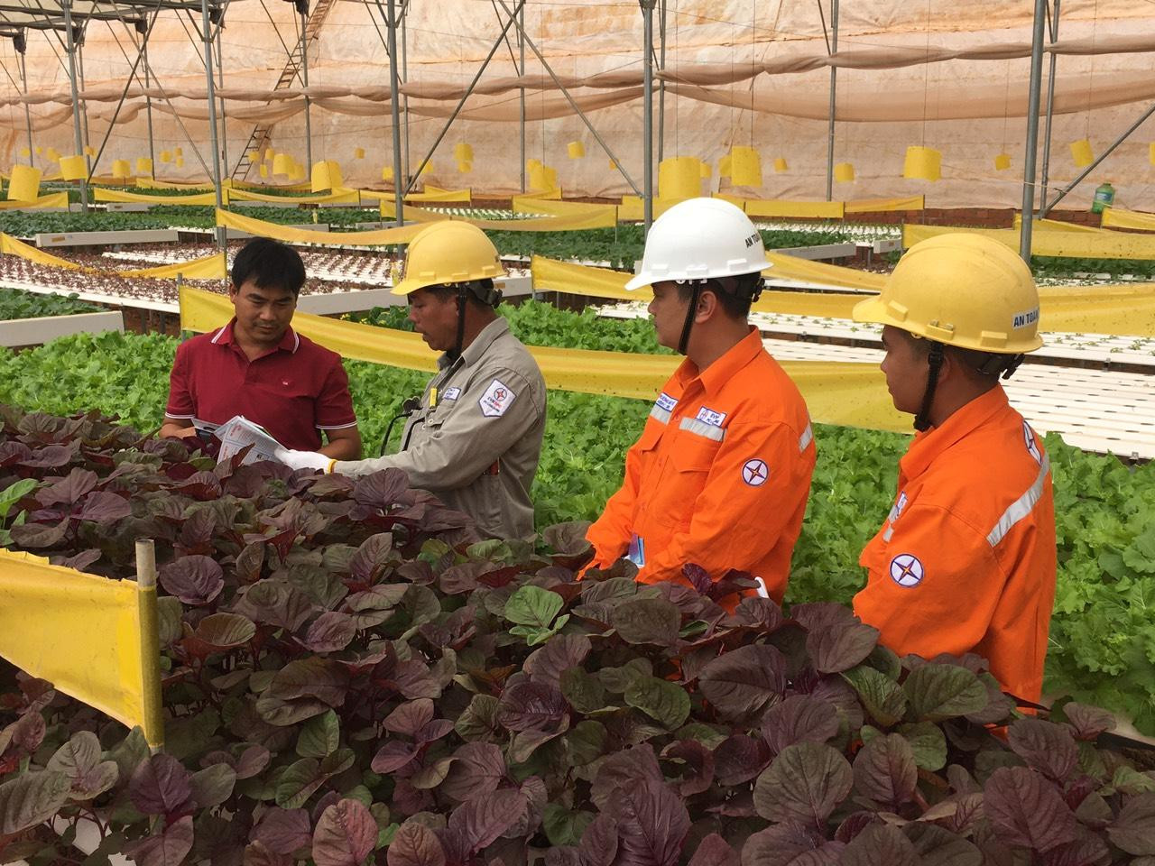 Tư vấn, tuyên truyền tiết kiệm điện cho các HTX sản xuất nông nghiệp công nghệ cao