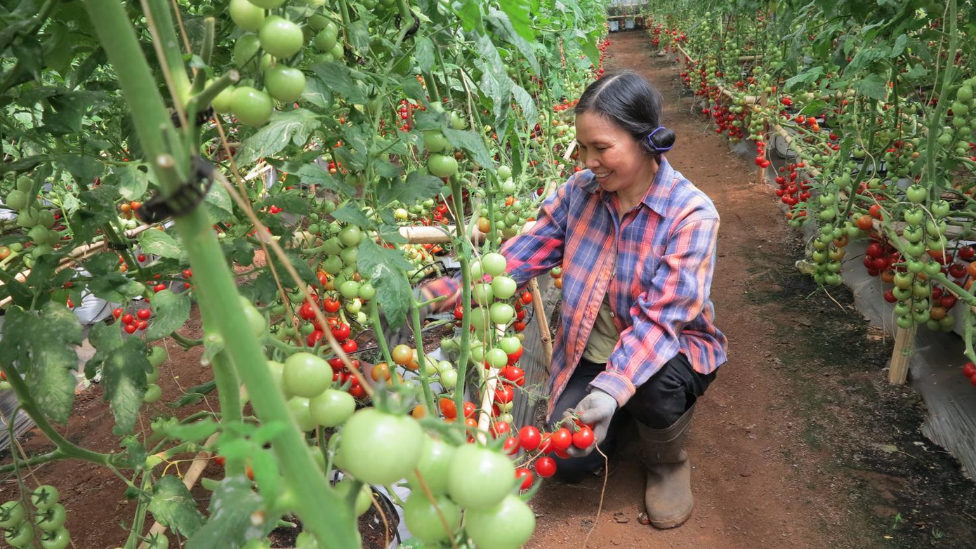 Nhiều hộ dân tại Lâm Đồng đã áp dụng các giải pháp tiết kiệm hiệu quả trong sản xuất nông nghiệp