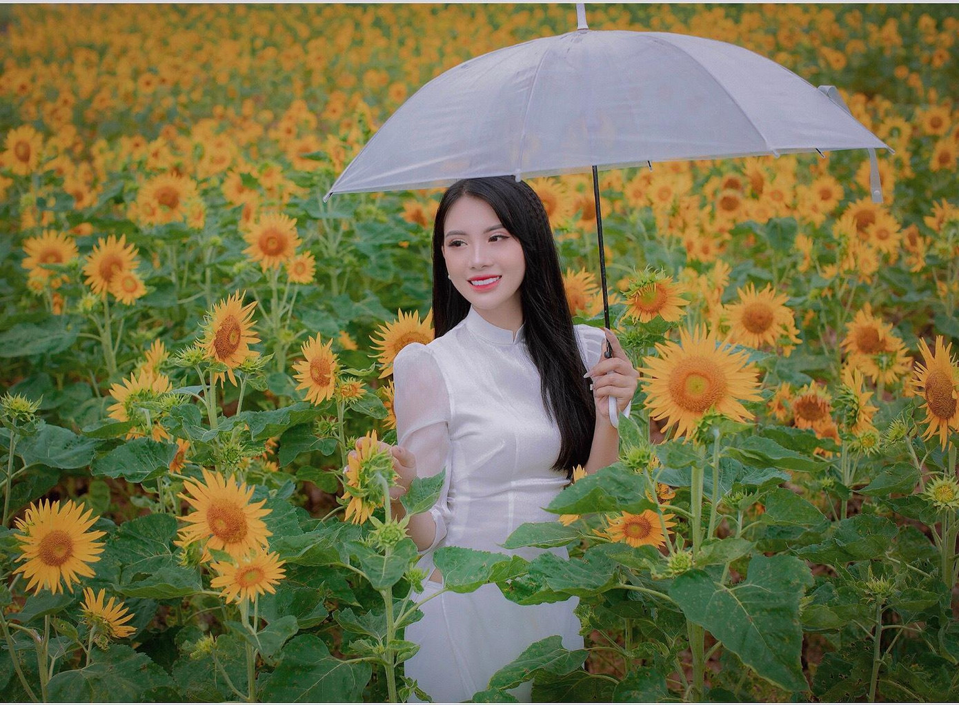 Rất nhiều bạn trẻ đã tìm đến cánh đồng hoa hướng dương để check-in Rất nhiều bạn trẻ đã tìm đến cánh đồng hoa hướng dương để check-in