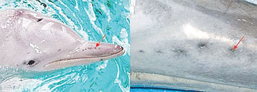 Chất nhầy ở hốc lông trên mõm giúp cá heo Guyane có khả năng cảm thụ điện trường. Ảnh: Proceedings of the Royal Society B. Chất nhầy ở hốc lông trên mõm giúp cá heo Guyane có khả năng cảm thụ điện trường. Ảnh: Proceedings of the Royal Society B