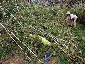 Mưa đá làm thiệt hại nhiều hoa màu của đồng bào dân tộc thiểu số. Ảnh minh họa: TTXVN. Mưa đá làm thiệt hại nhiều hoa màu của đồng bào dân tộc thiểu số. (Ảnh minh họa: TTXVN)