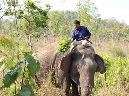 Rừng tự nhiên bị thu hẹp, nguồn thức ăn cạn kiệt khiến chúng thiếu không gian để dạo chơi, tìm hiểu