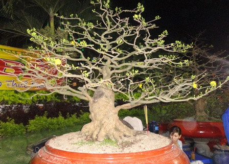 Chậu mai “khủng” đang rớt giá