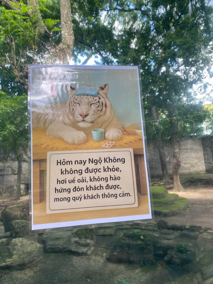 Tình trạng sức khỏe không tốt của Ngộ Không xuất hiện gần đây. - Ảnh: Dương Ngọc Khánh Vy.