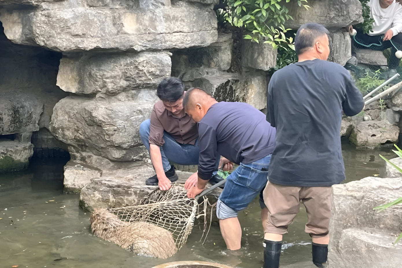 Biệt đội capybara khiến mọi người "mệt mỏi" khi "bỏ nhà đi chơi".