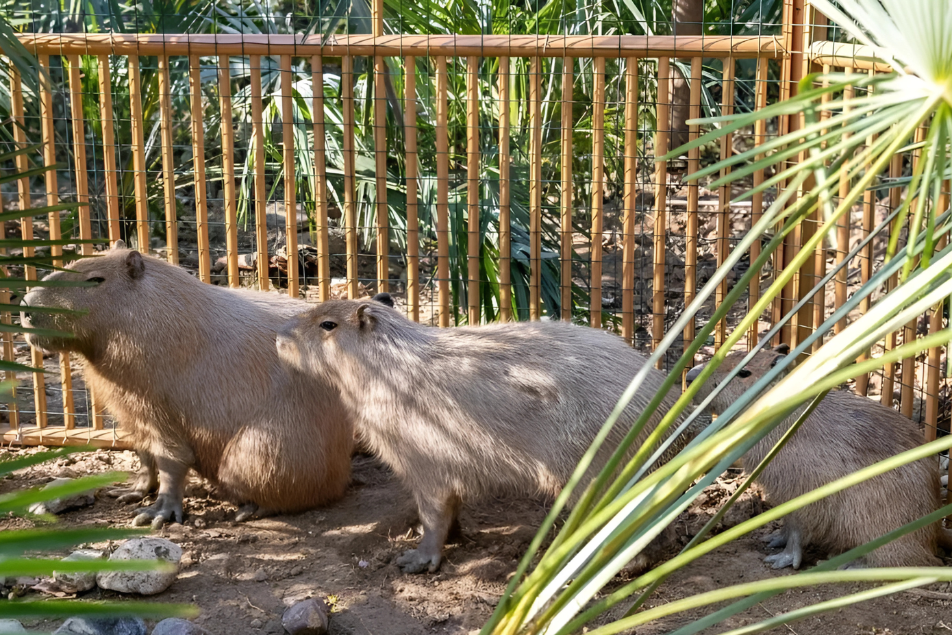 Bộ 3 "không từ mà biệt" khiến mọi người lo lắng.