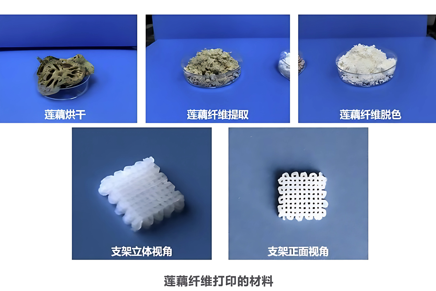 Chiết xuất sợi sen và mô hình khung in 3D.