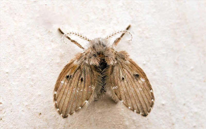 Ruồi cống (bướm cống) có thể "ký gửi" ấu trùng vào cơ thể người qua việc vệ sinh hằng ngày.