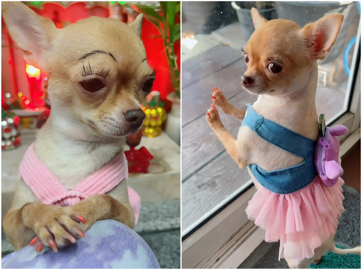 Cốt cách "tiểu thư" đến từ thần thái của em cún chihuahua. Ảnh: @jehheng.