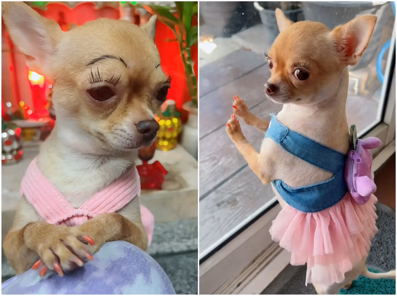 Cốt cách "tiểu thư" đến từ thần thái của em cún chihuahua. Ảnh: @jehheng. Cốt cách "tiểu thư" đến từ thần thái của em cún chihuahua. Ảnh: @jehheng.