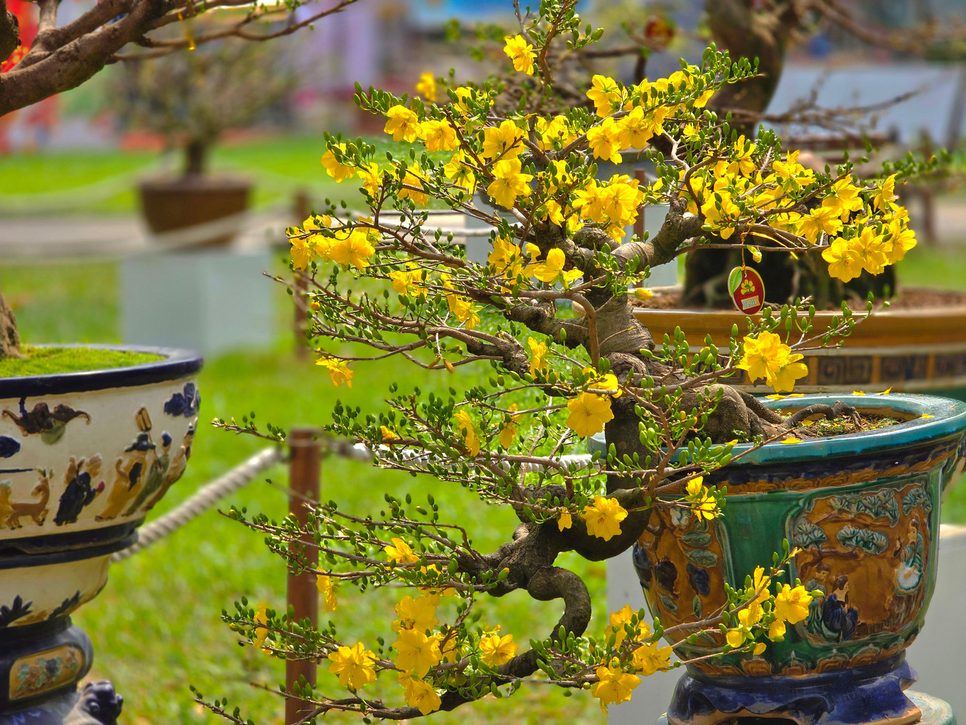 Những cành mai vàng &quot;bung xõa&quot; đón Tết như đang gửi lời chào đến với du khách tham quan.