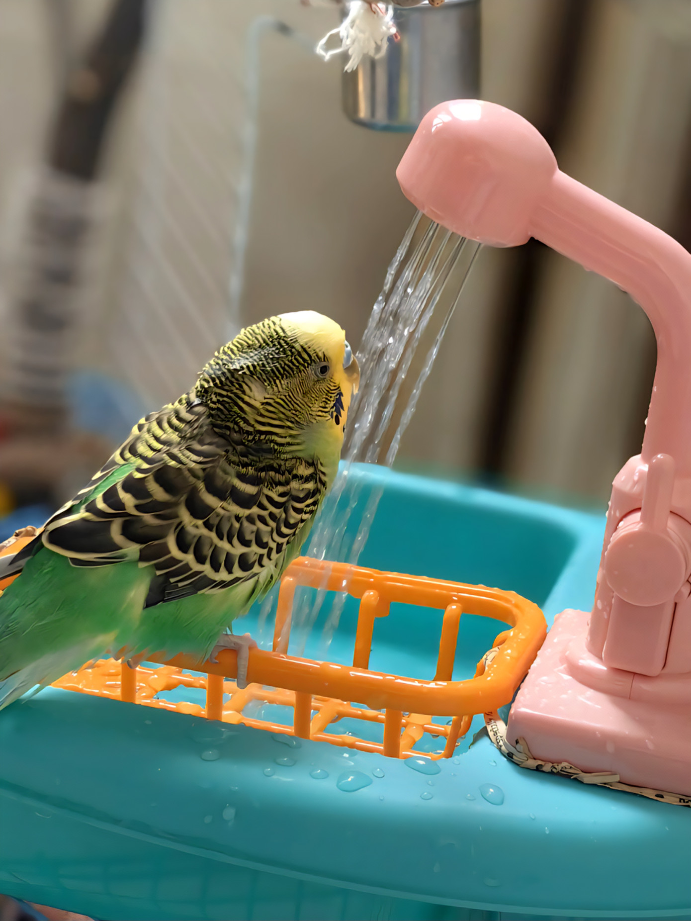Hình ảnh chú vẹt thoải mái dưới vòi sen. Hình ảnh chú vẹt thoải mái dưới vòi sen.
