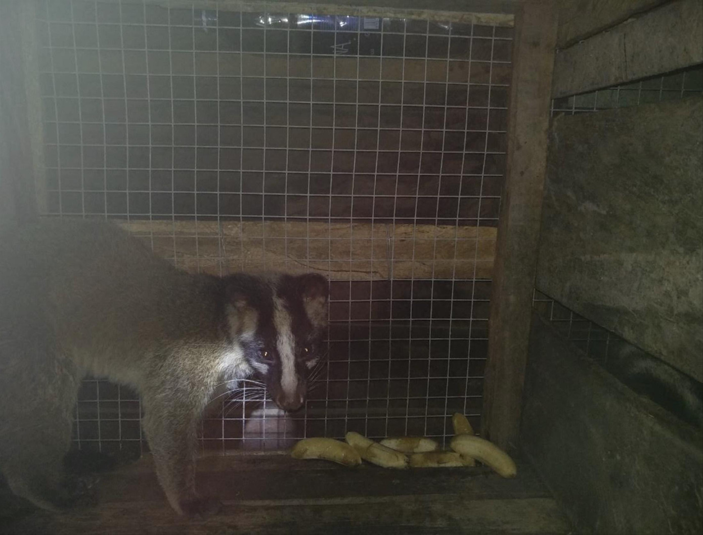 Vùng đệm Phong Nha - Kẻ Bàng: Lập trại nuôi để hợp thức động vật săn bắt? ảnh 1