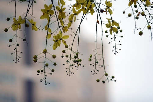 Đầu hạ, khi lá cây rụng hết, từ thân cây đâm ra những chồi hoa dài từ 20 đến 40 cm xõa xuống rồi bung nở hoa vàng rực.