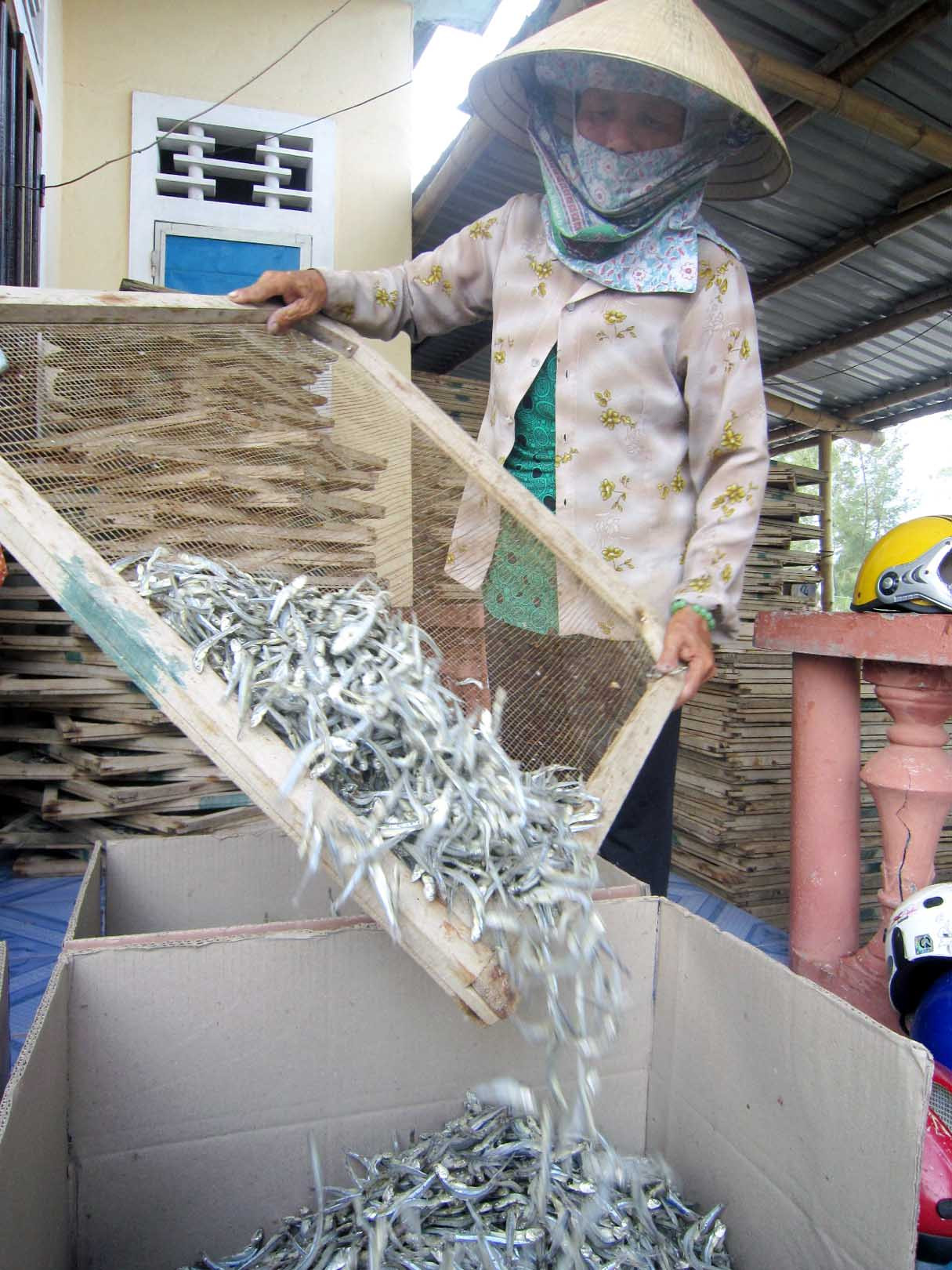 Cuối cùng là đóng thùng. Mỗi lò cá hấp trung bình một ngày đóng thùng từ 3-5 tạ cá khô, đa số được bán sang nước ngoài, số ít bỏ mối cho các tiểu thương ở chợ Đông Hà