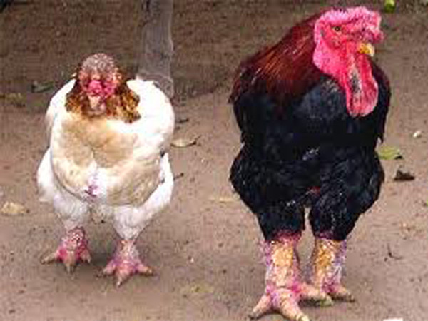 Một cặp gà Hồ