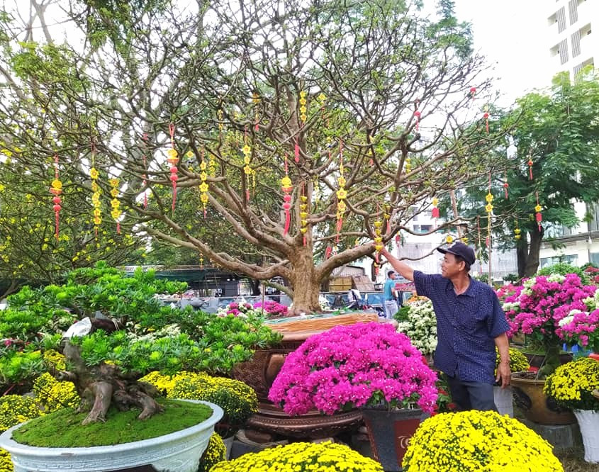 Cây Mai cổ thụ giá 1,6 tỷ đồng của một nhà vườn Bến Tre đang đợi khách.