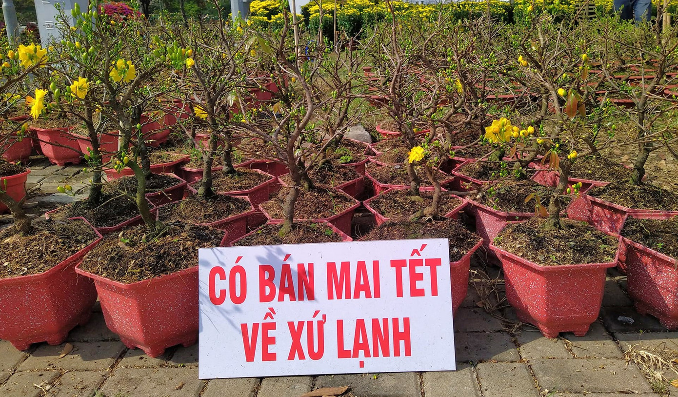 Những cây mai vàng ở Bình Dương giá bán chỉ 500.000 đồng/chậu, nhiều nụ, để người miền Trung, miền Bắc có thể đem theo về quê nhưng đang ế ẩm.