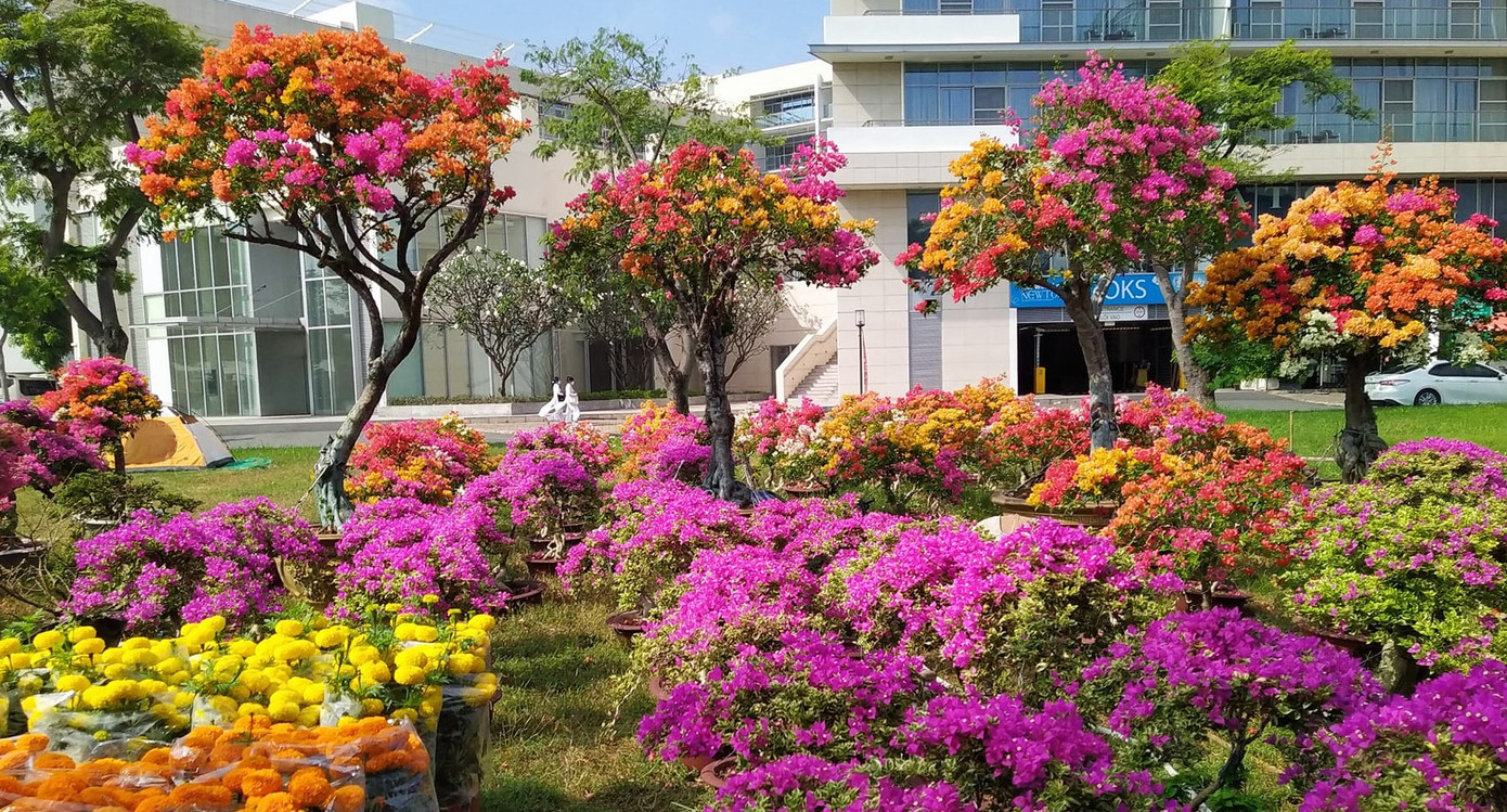 Chủ vườn hoa giấy này (chợ hoa Phú Mỹ Hưng) cho biết: "Hai năm đại dịch tiêu thụ cây cảnh gặp khó khăn, cây vẫn lớn, vẫn cần người chăm sóc. Năm nay, thị trường đất đai trầm lắng, tiêu thụ hoa Tết và cây cảnh chậm. Chúng tôi cần sự chung tay giúp sức của mọi người, cùng mua hoa, cây cảnh chơi Tết Quý Mão giúp các nhà vườn tồn tại, phát triển".