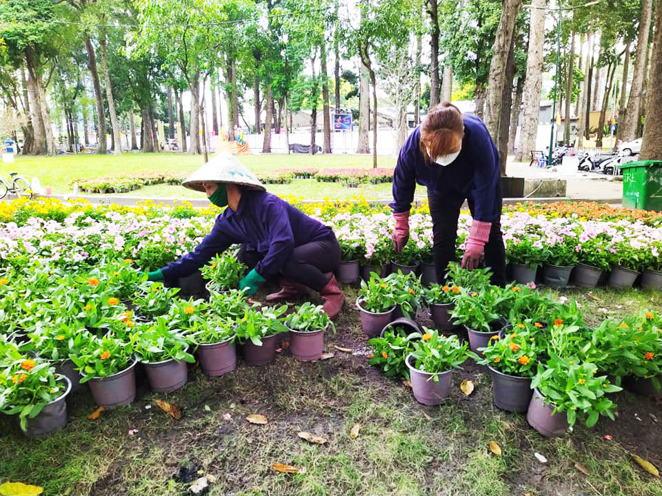 Chị Ly (bên trái) tất bật đón các chậu hoa tươi rồi sắp xếp trên các quả đồi nhân tạo. Chị cho biết hoa rất nhiều nụ và sẽ nở bung đúng vào ngày Tết.