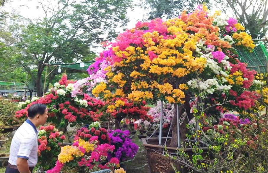 Người chơi hoa quan tâm tới cây hoa giấy 8 màu này, nhưng với mức giá 250 triệu đồng nhà vườn đưa ra, khách đã phải trăn trở nhiều. Một số khách hàng cho biết những cây cảnh đắt tiền trước đây bán chạy là do thị trường nhà đất sôi động. Năm nay, đất đai chìm lắng, giá đất hạ nên rất khó để đầu tư những cây cảnh tiền tỷ.